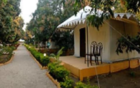 Gir Lion Safari Camp